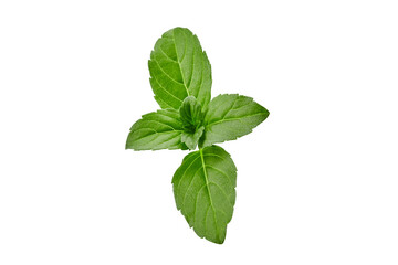 Naklejka na ściany i meble Fresh green basil isolated on white background. Scented spice. Close up, copy space, top view