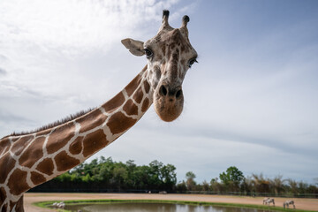 Giraffe say hello! outside bus window in safari zoo. © marchsirawit