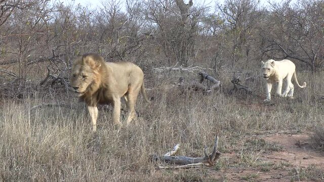 Lion pride walks through African bushland, zoom in on white lion