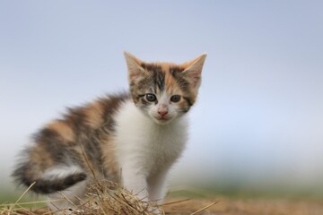 cute colorful kitten sitting on the heystack