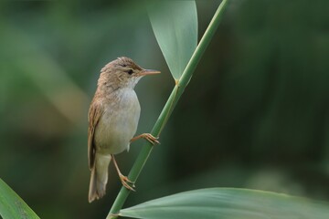  reed warbler sitting on a stem of reed.  Eurasian reed warbler in its natural environment. Acrocephalus scirpaceus.