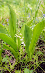 Obraz premium lily of valley in grass