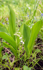 lily of valley in grass