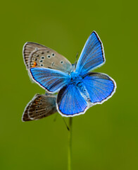 Macro shots, Beautiful nature scene. Closeup beautiful butterfly sitting on the flower in a summer garden.

