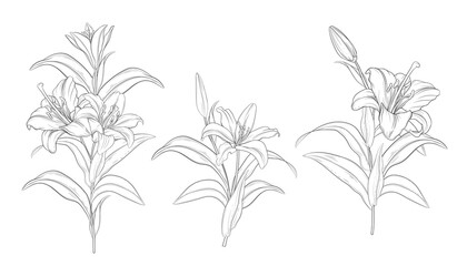 hand drawn beautiful  lily bouquets 