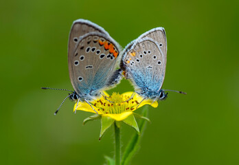 Macro shots, Beautiful nature scene. Closeup beautiful butterfly sitting on the flower in a summer garden.


