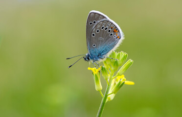 Macro shots, Beautiful nature scene. Closeup beautiful butterfly sitting on the flower in a summer garden.

