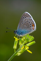 Macro shots, Beautiful nature scene. Closeup beautiful butterfly sitting on the flower in a summer garden.

