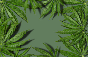 Marijuana or cannabis green leaves against gray background. Alternative medicine or drug, frame....