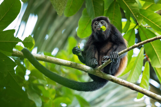 The mantled howler (Alouatta palliata), or golden-mantled howling monkey, is a species of howler monkey, a type of New World monkey, from Central and South America.  - Powered by Adobe
