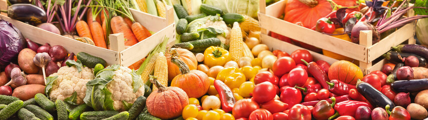 Fototapeta na wymiar Harvest, Food Background. Autumn Collection of Fresh Organic Vegetables
