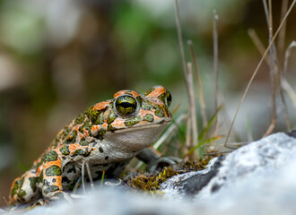 Beautiful Green Toad in natural background   