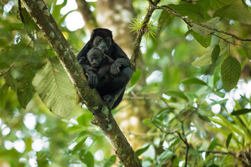 The mantled howler (Alouatta palliata), or golden-mantled howling monkey, is a species of howler monkey, a type of New World monkey, from Central and South America. 