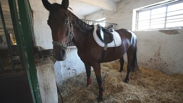 Beautiful purebred horse standing in paddock and eating straw. Sportive brown mare grazing on farm. Slow motion Close up