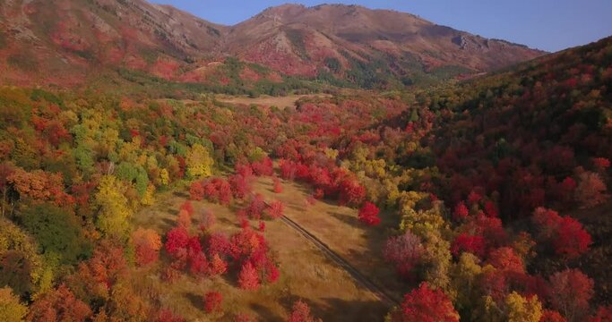 Aerial flight over beautiful fall trees in Utah.
