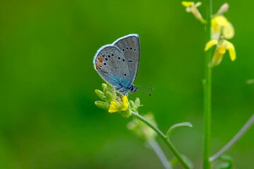 Macro shots, Beautiful nature scene. Closeup beautiful butterfly sitting on the flower in a summer garden.

