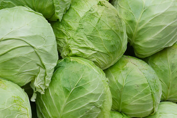 Fototapeta premium A beautiful natural pattern - variety of fresh leafy green cabbage on the stall of farmers' market in Serbia
