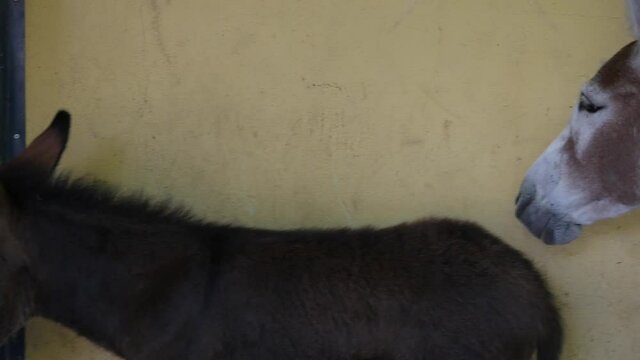 Profile view of white donkey head, panning from left to right to smaller, brown donkey