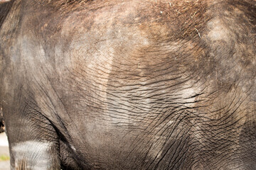 Asian female elephants beg for food at a zoo in Liaoning, China
