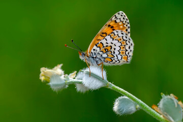 Macro shots, Beautiful nature scene. Closeup beautiful butterfly sitting on the flower in a summer garden.

