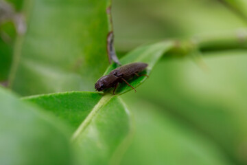 Insect macro Black elongated beetle from is genus Agriotes is genus of beetles in family Elateridae. agriotes lineatus. insects in nature.