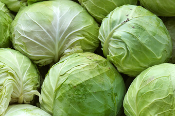 Fototapeta premium A beautiful natural pattern - variety of fresh leafy green cabbage on the stall of farmers' market in Serbia