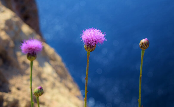 Closeup shot of Maltese centaury flowers with the sea in the background