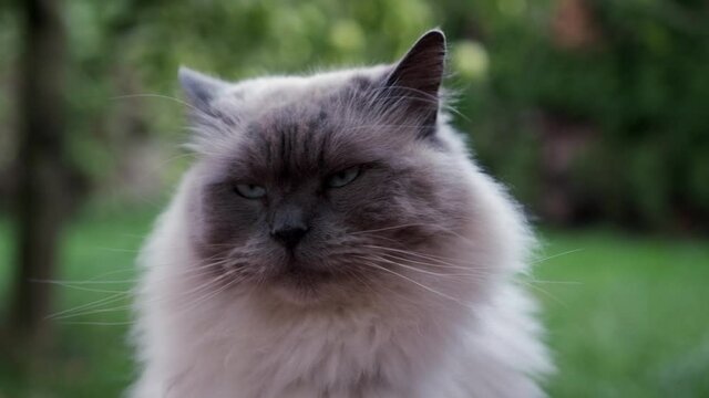 Ragdoll Cat With Beautiful White Fur Coat Sitting Staring With Natural Green Environment Slow Motion