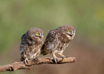 Adult birds and little owl chicks (Athene noctua) are photographed at close range closeup on a...