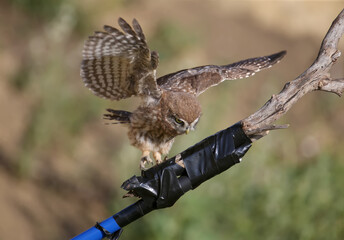 Fototapeta premium Adult birds and little owl chicks (Athene noctua) are photographed at close range closeup on a blurred background