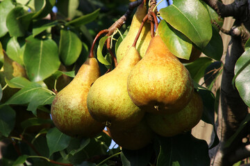 Pear fruits in agriculture, cultivation and summer production