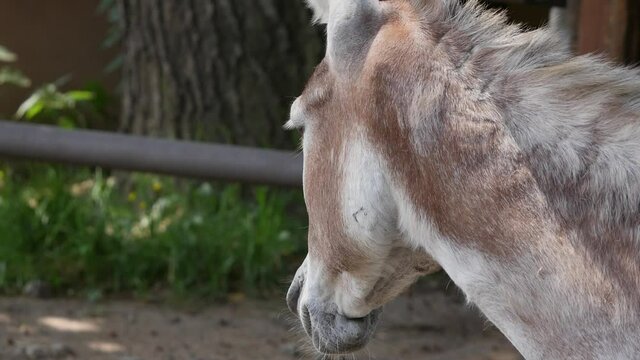 Light-colored donkey walking and stopping close to camera, zooming out, grey donkey in background