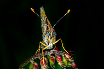 Macro shots, Beautiful nature scene. Closeup beautiful butterfly sitting on the flower in a summer garden.

