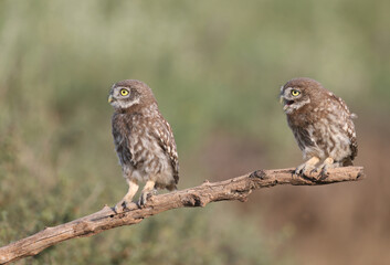 Adult birds and little owl chicks (Athene noctua) are photographed at close range closeup on a blurred background. 