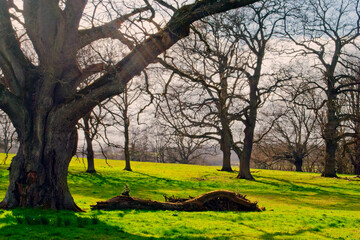 Obraz premium Old Tree at The Vyne in Hampshire England United Kingdom