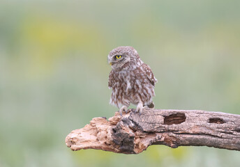 Adult birds and little owl chicks (Athene noctua) are photographed at close range closeup on a blurred background. 