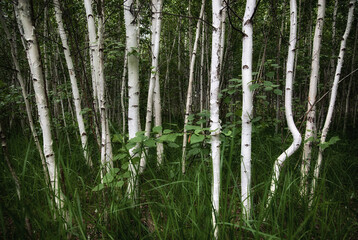 summer birch forest background. many trees in the forest.