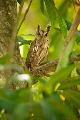 Pacific screech owl (Megascops cooperi) is a species of owl in the family Strigidae. It is found in Costa Rica, El Salvador, Guatemala, Honduras, Mexico, and Nicaragua.