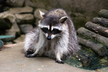 Close up of adorable baby raccoon looking straight