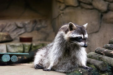 Close up of adorable baby raccoon looking away 