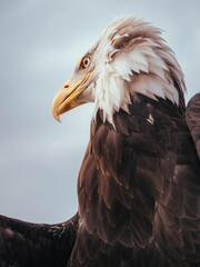 Bald Eagle spying something in the distance