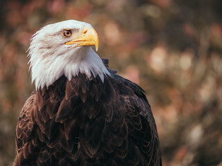 Bald Eagle looking intensely 