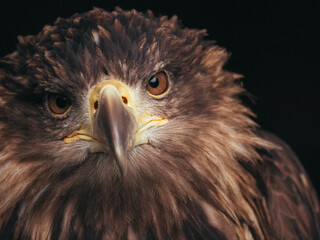 Golden Eagle looking into the lens
