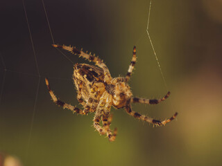 Garden spider spinning a web