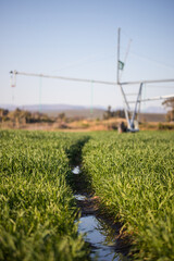 Close up image of a center pivot on a green field of wheat, providing irrigation to the crops
