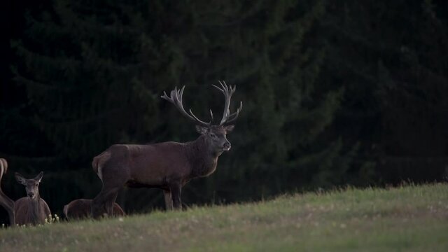 Red deer on the meadow. Red deer roaring near the forest. European nature. Red deer during the rutting time. 
