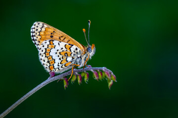Macro shots, Beautiful nature scene. Closeup beautiful butterfly sitting on the flower in a summer garden.

