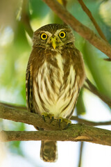 The ferruginous pygmy owl (Glaucidium brasilianum) is a small owl that breeds in south-central Arizona and southern Texas in the United States, south through Mexico and Central America