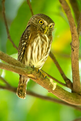 The ferruginous pygmy owl (Glaucidium brasilianum) is a small owl that breeds in south-central Arizona and southern Texas in the United States, south through Mexico and Central America