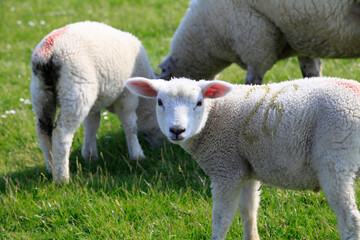 Fototapeta premium Deichlaemmer am Watt am Nordstrand. Alter Koog, Schleswig-Holstein, Deutschland, Europa